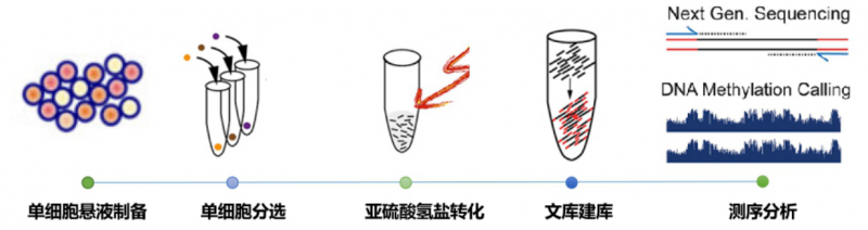 scWGBS 实验流程图