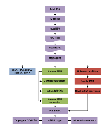 smallRNA 测序数据分析