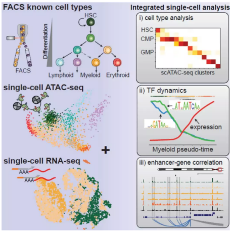 联合 scATAC-seq 与 scRNA-seq 研究造血分化