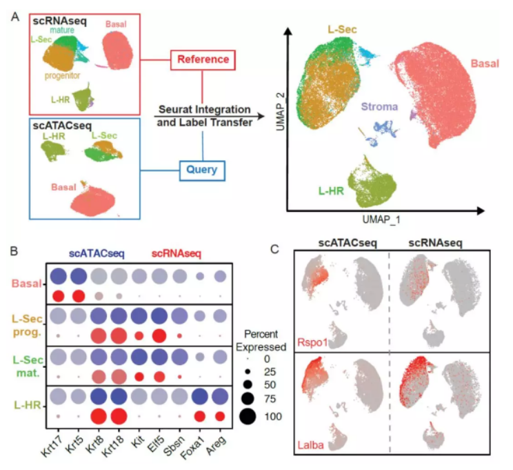 图  scATAC-seq 与 scRNA-seq 整合分析 [4]