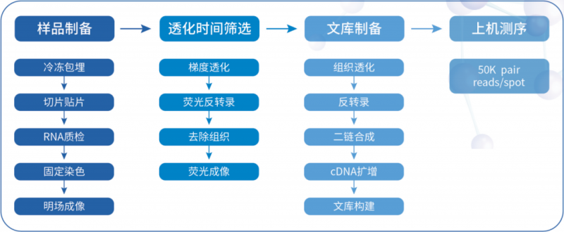  伯豪生物空间转录组测序流程 