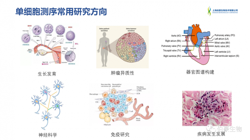 伯豪生物 单细胞测序 服务