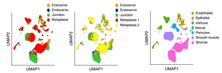 健康小鼠宫颈外，宫颈内，过渡区和 VA 缺乏引起的鳞状化生的 scRNA-seq