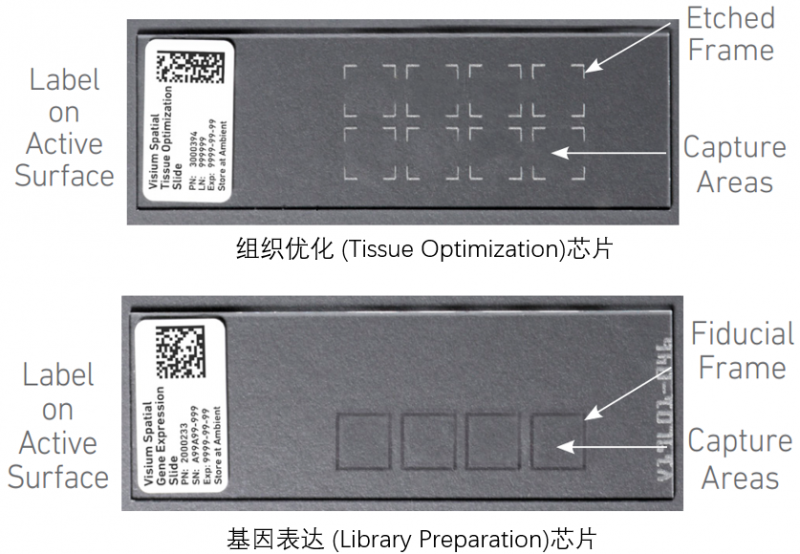 10X 空间转录组测序两种芯片