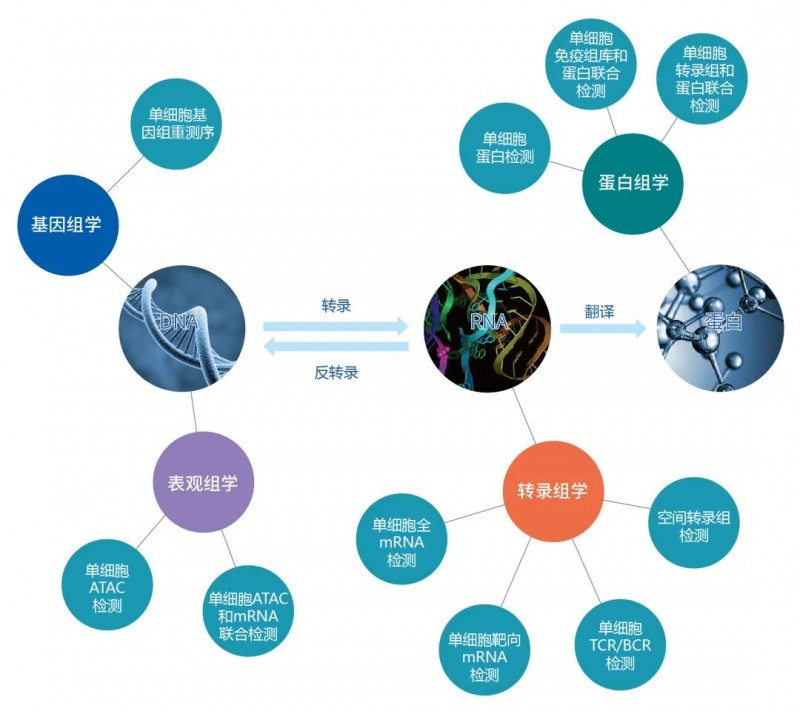 伯豪生物时空组学服务一览图