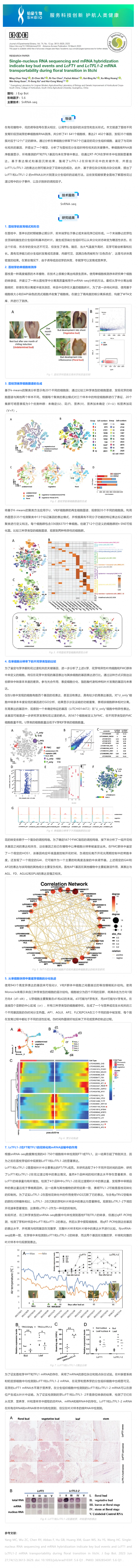 8 月 28 日 文献解读_单细胞核 RNA 测序和 mRNA 杂交表明了荔枝在花转化过程中关键芽事件以及 LcFT1 和 LcTF