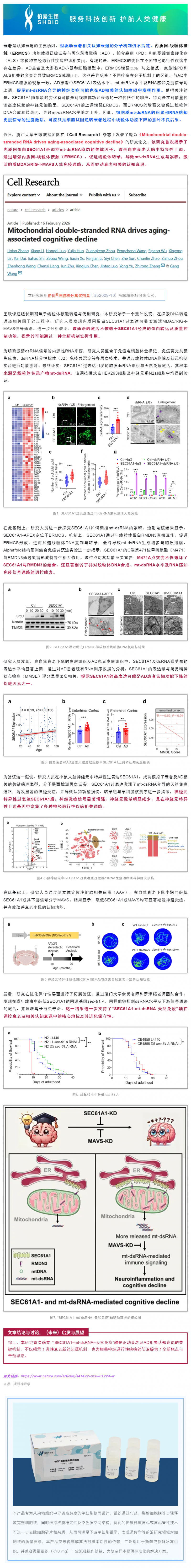 试剂盒应用文章︱厦门大学王耿团队揭示 SEC61A1–mt-dsRNA–天然免疫轴驱动衰老相关认知衰退