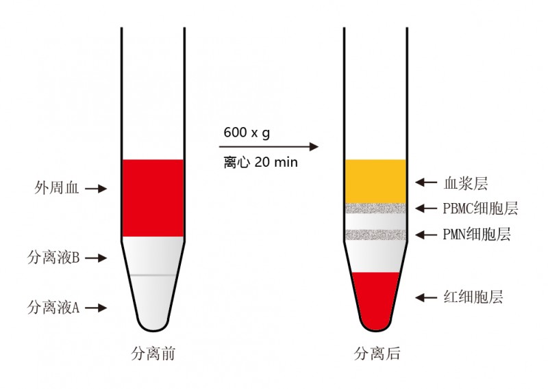 伯优®人外周血PMN（多形核粒细胞）分离试剂盒-单页-02